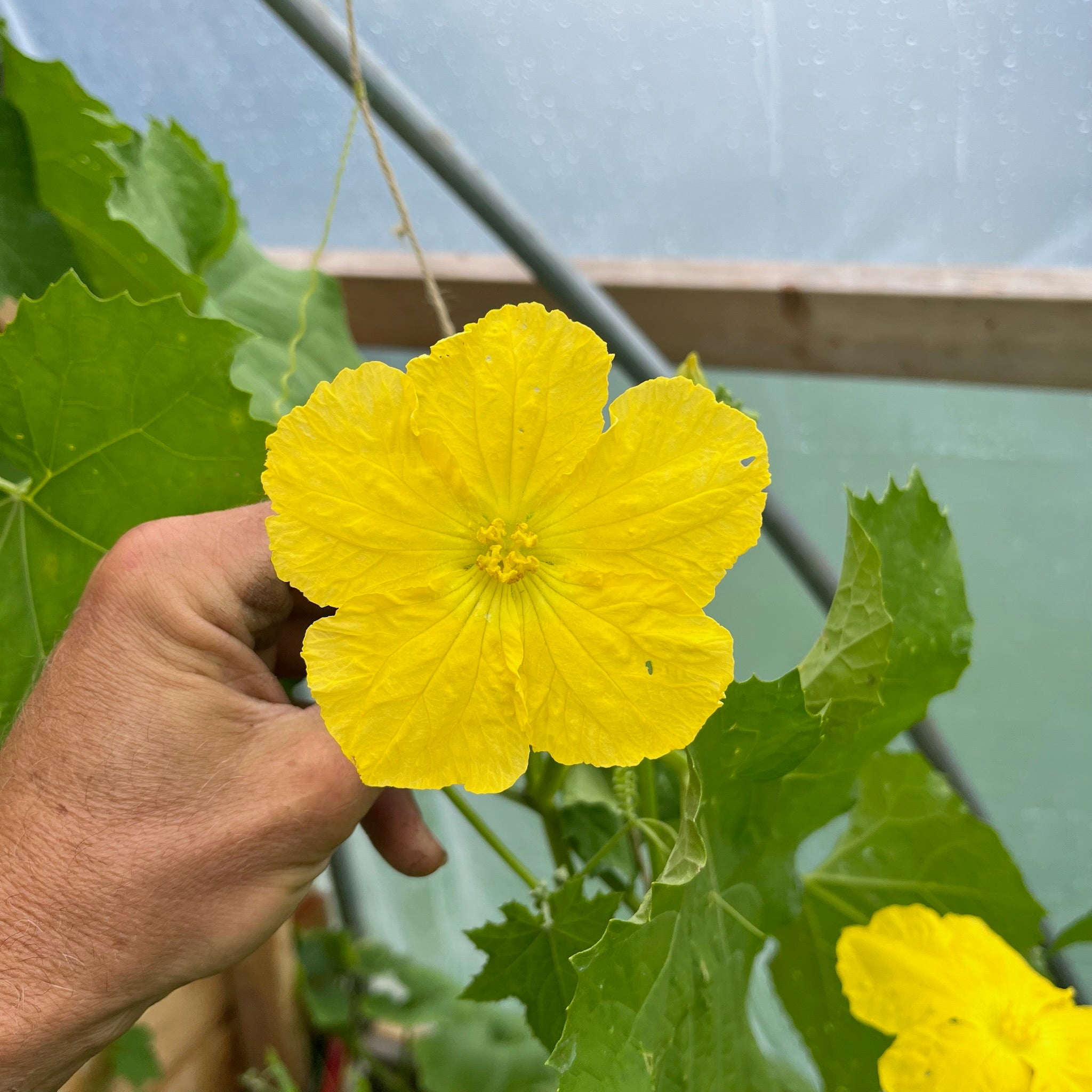 Luffa Ground Luffa Gourd – Revival Seeds