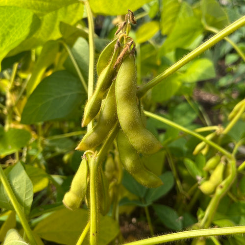 Manitoba Brown Soybean