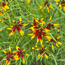 Mardi Gras Coreopsis