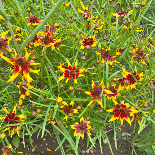 Mardi Gras Coreopsis