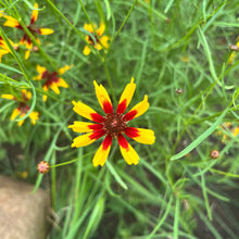 Mardi Gras Coreopsis