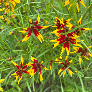 Mardi Gras Coreopsis