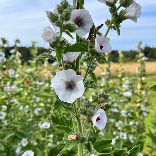 Marshmallow Plant