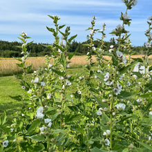 Marshmallow Plant