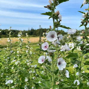 Marshmallow Plant