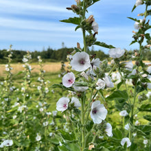 Marshmallow Plant