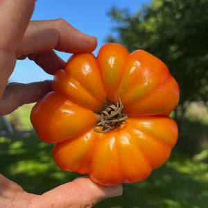 Marvel Stripe Tomato