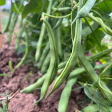 Mbombo Dry Bush Bean