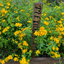 Mexican Mint Marigold