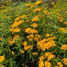 Mexican Mint Marigold