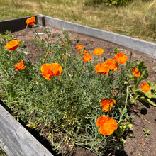 Mikado California Poppy