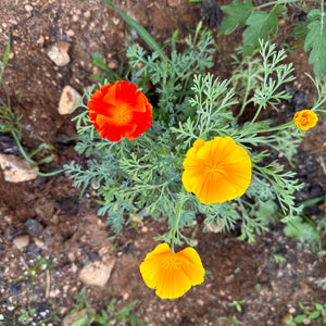 Mikado California Poppy