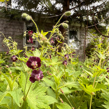 Mourning Widow (Dusky Crane Flower)