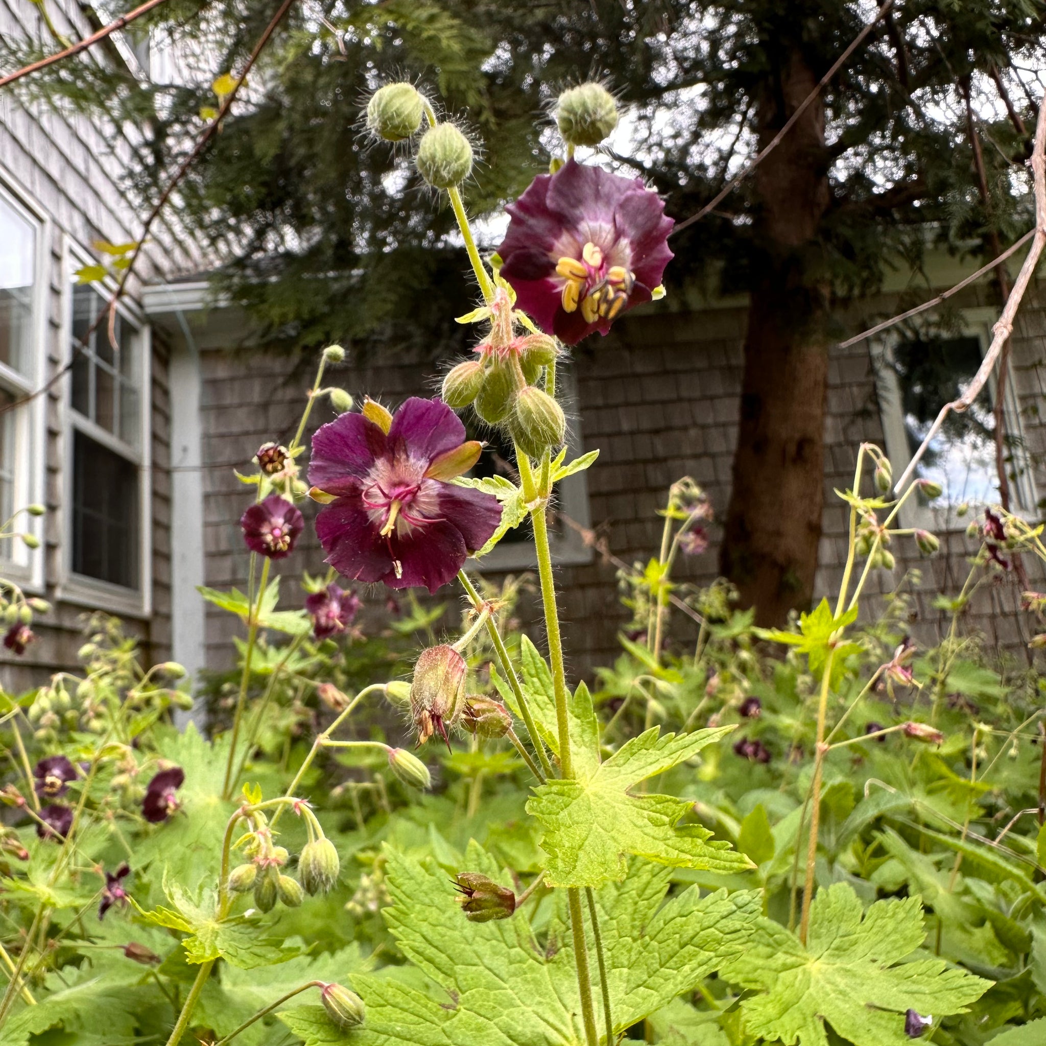 geranium phaeum seeds Mourning Widow (Dusky Crane Flower) – Revival Seeds
