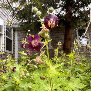 Mourning Widow (Dusky Crane Flower)