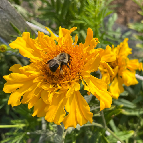 Nadu African Marigold