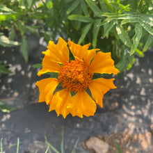 Nadu African Marigold