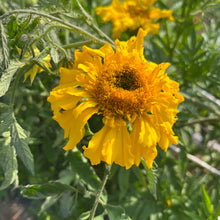 Nadu African Marigold