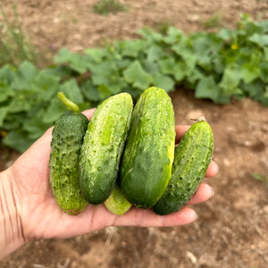 National Pickling Cucumber