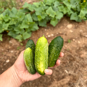 National Pickling Cucumber