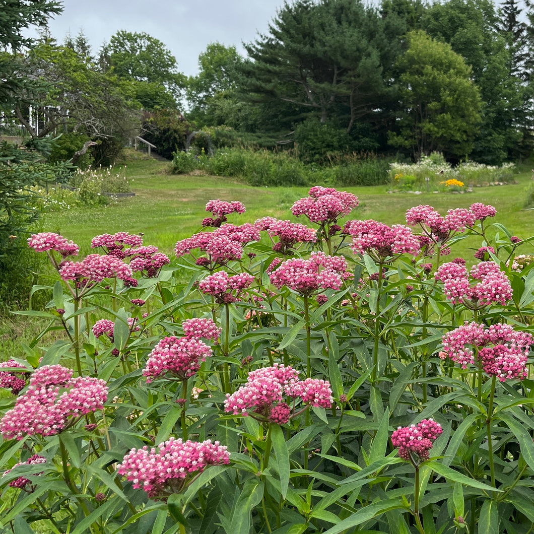 Native Swamp Milkweed