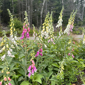 Neapolitan Foxglove