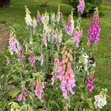 Neapolitan Foxglove