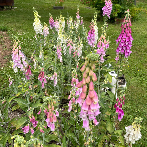 Neapolitan Foxglove