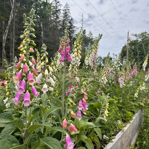 Neapolitan Foxglove