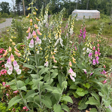 Neapolitan Foxglove