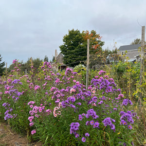 New England Aster