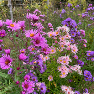 New England Aster