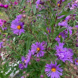 New England Aster