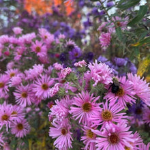 New England Aster