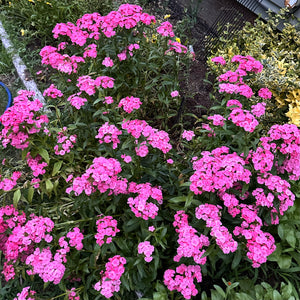 Newport Pink Sweet William