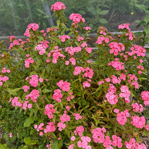 Newport Pink Sweet William