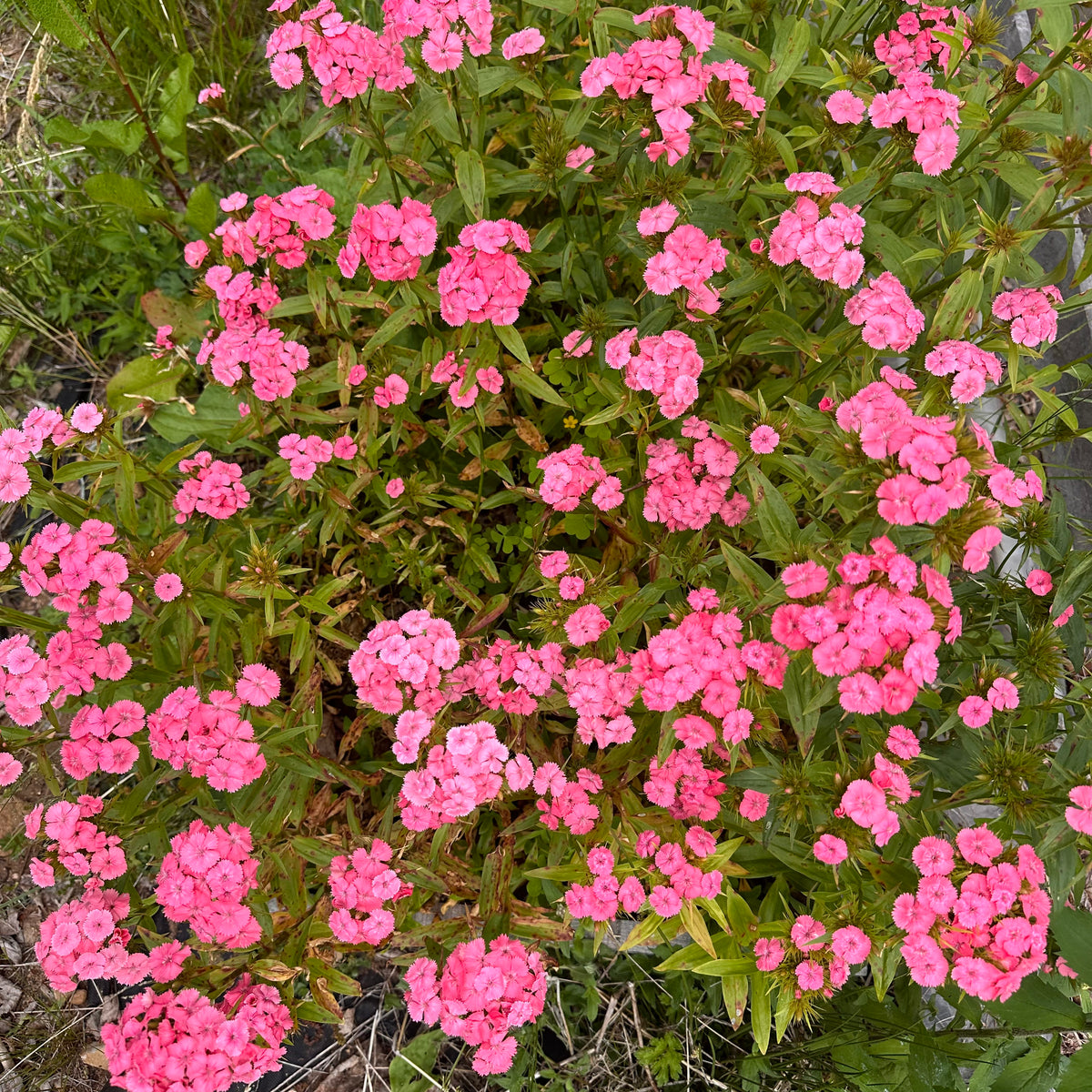 Newport Pink Sweet William – Revival Seeds