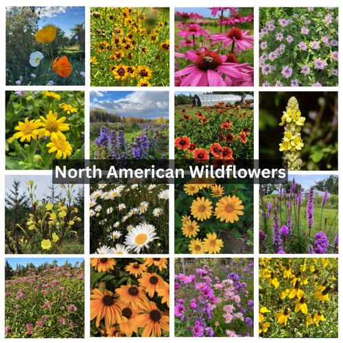 North American Wildflower Collection