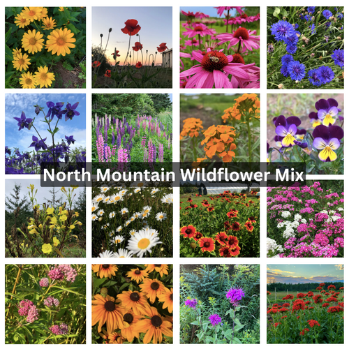 North Mountain Wildflower Mix