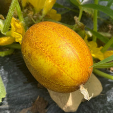 Zaplitny Oak Brae Cucumber