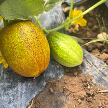 Zaplitny Oak Brae Cucumber