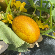 Zaplitny Oak Brae Cucumber