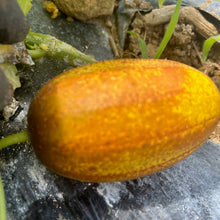 Zaplitny Oak Brae Cucumber