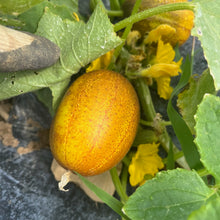 Zaplitny Oak Brae Cucumber