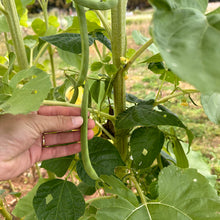 Old Homestead (Kentucky Wonder) Pole Bean