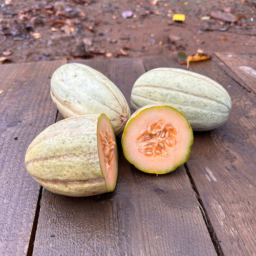 Old Time Tennessee Muskmelon