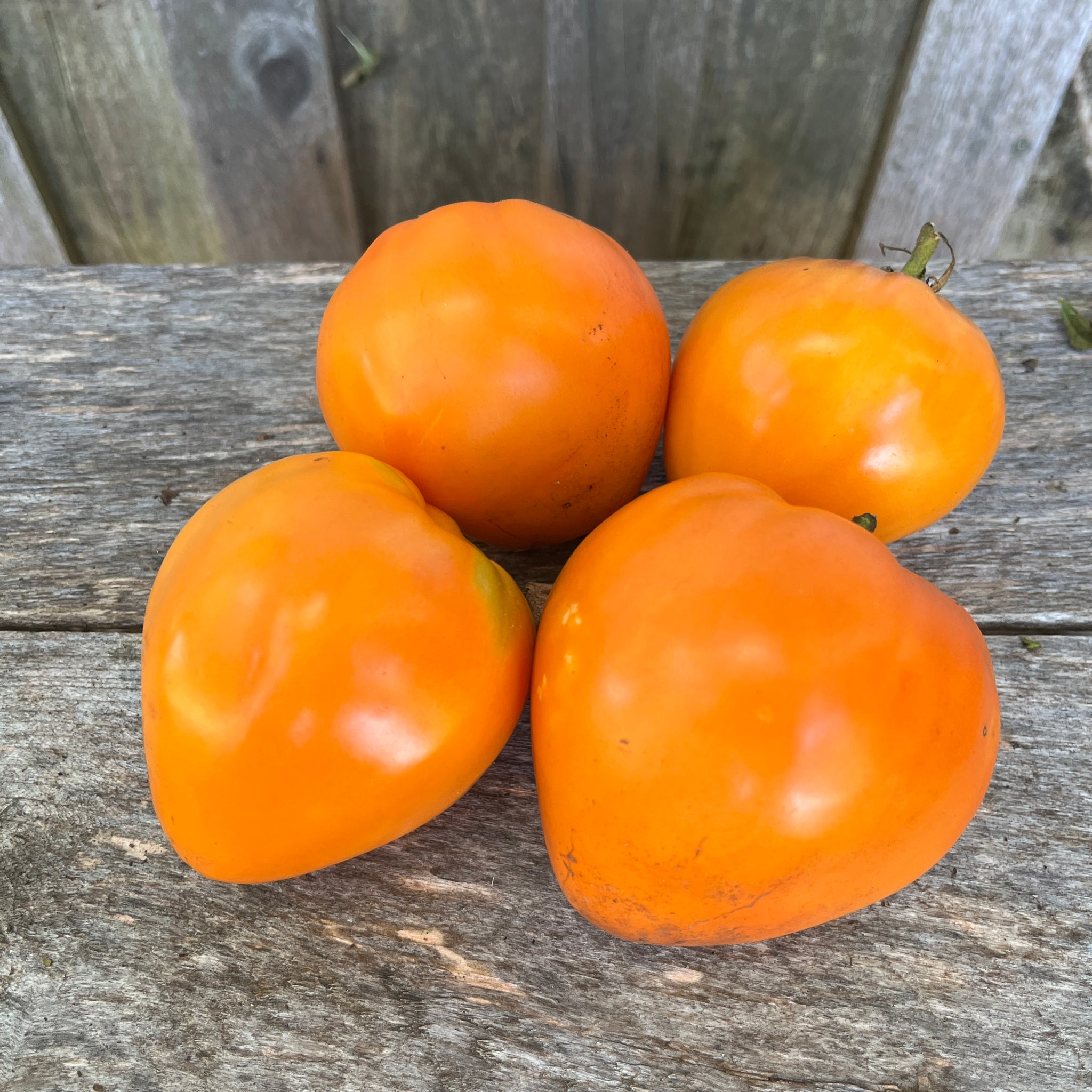orange strawberry tomato seeds Orange Strawberry Tomato – Revival Seeds