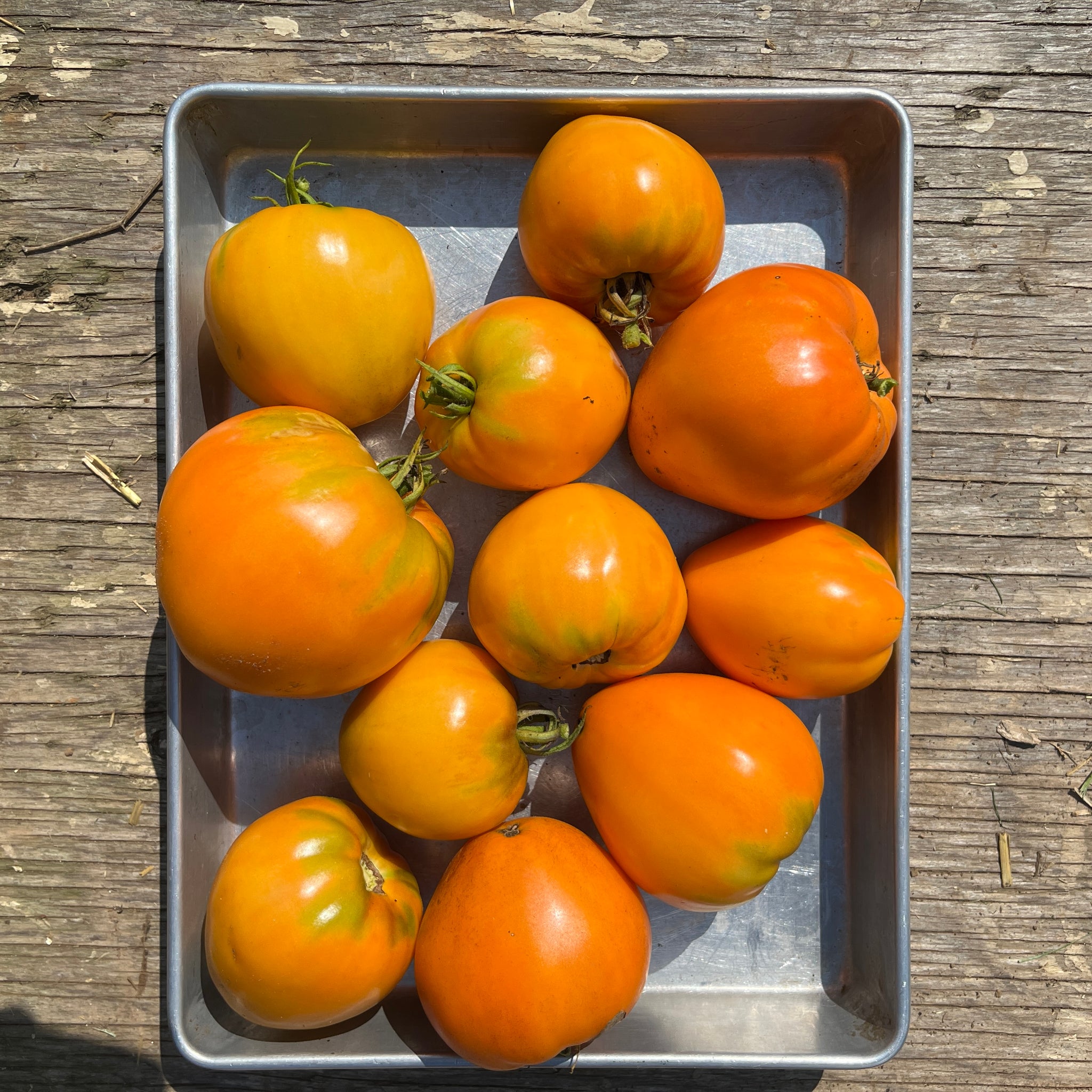 orange strawberry tomato seeds Orange Strawberry Tomato – Revival Seeds