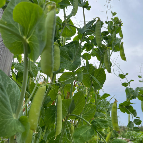 Osayo Endo Snack Pea