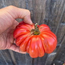 Oxacan Pink Tomato